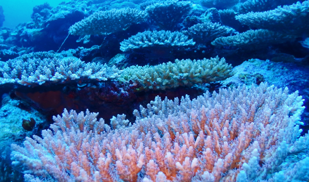 肌を美しく整えながら、同時にUVカットも。海のサンゴに悪影響を与えるといわれる一部の紫外線吸収剤（オキシベンゾン、オクチノキサート）は不使用です。